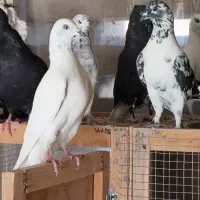 اصفهانی . پتی واله وغیره