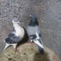 قره سبز آلمانی نر  ساده مگسی نر طوقی ماده