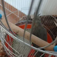 پرنده باقفس