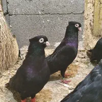 فروش ۲۰ تا ۳۰ عدد زاغ آبادانی