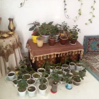 گل طبعی