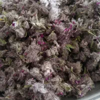 چای کوهی درجه یک