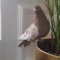 کبوتر سینه زرد نر