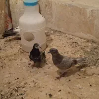 یک عدد کفتر قرمزی نر گم کردم ازجوجه کشی خودمه