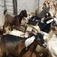 بز داشتی
