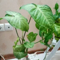 قلمه گل سینگینیوم زیبا ورو ب رشد سریع