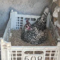 فروش مرغ و خروس سیبرایت