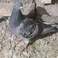 ماده زریی پلاکی کوتاه زرنگ وشرطی توافقی