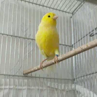 قناری نر مولد