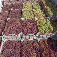 12000هزار-مترباغ-انگور-ودرخت-بادام