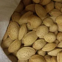 بادام تلخ درختی مناسب روغن گیری ودرمانی