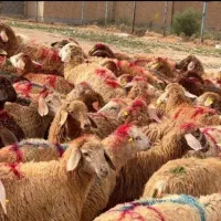 قصابی دستوری وقصاب سیار و دام زنده گوسفند وگوساله