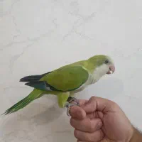 گمشده