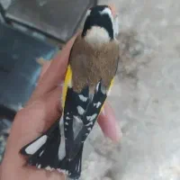جوجه سهره گلبسر و....