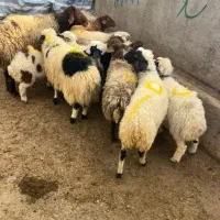 چراگاه دارم