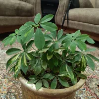 تعدادی گل طبیعی زیبا سر حال در حال رشد با گلدان