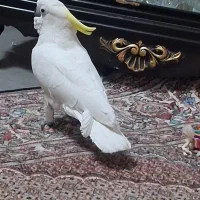 کاکادو یک ساله چلوندنی