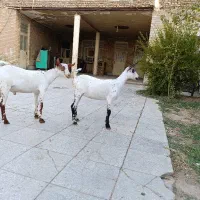 بزصلاله