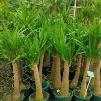 گل و گیاه  طبیعی و آپارتمانی یوکا تک و عمده