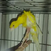 قناری جیبوس جیبر نر