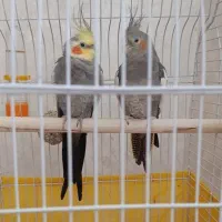 عروس هلندی