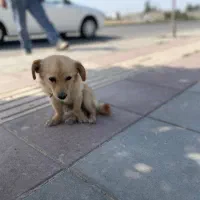 سگ گمشده