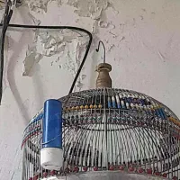 قناری سهره
