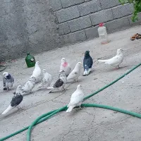 کبوتر پرشی