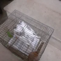 سه کبوتر