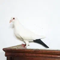 کبوتر نر دمسیاه نر دم زرد و جوجه زاغ دم سفید دستی