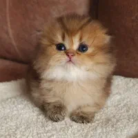 بچه‌ گربه های مهربون و ناز مجموعه ی شیراز