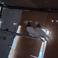 کبوتر|پرنده|اشکذر, |دیوار