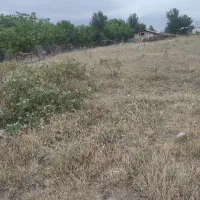۲۵۰متر زمین مزروعی