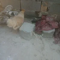 جوجه ومرغ محلی اصل