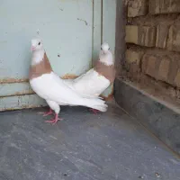 کبوتر پرنده