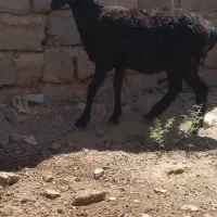بره نر چینی