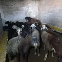 خانه ۸۰ متری باز سازی شده