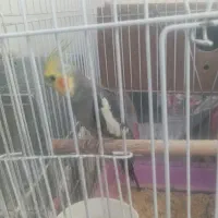 یک جفت عروس هلندی