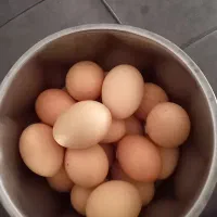 تخم مرغ محلی