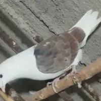 کبوتر پرشی
