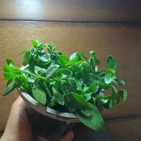 تعدادی گل ناز یخی