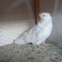 کبوتر‌نوک‌قنار