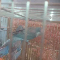 پرنده راهب
