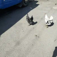 مرغ گلین تخم گزار 2عدد تازه به تخم آمدن