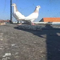 کبوتر