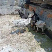 جوجه لاری نسلدار