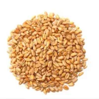 گندام ۴۰ تا کیسه هست