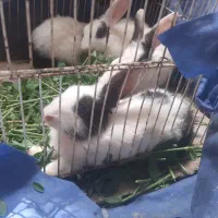 خرگوش