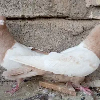 نر وماده سینه زرد
