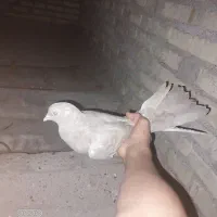 کبوتر|پرنده|باوی, |دیوار